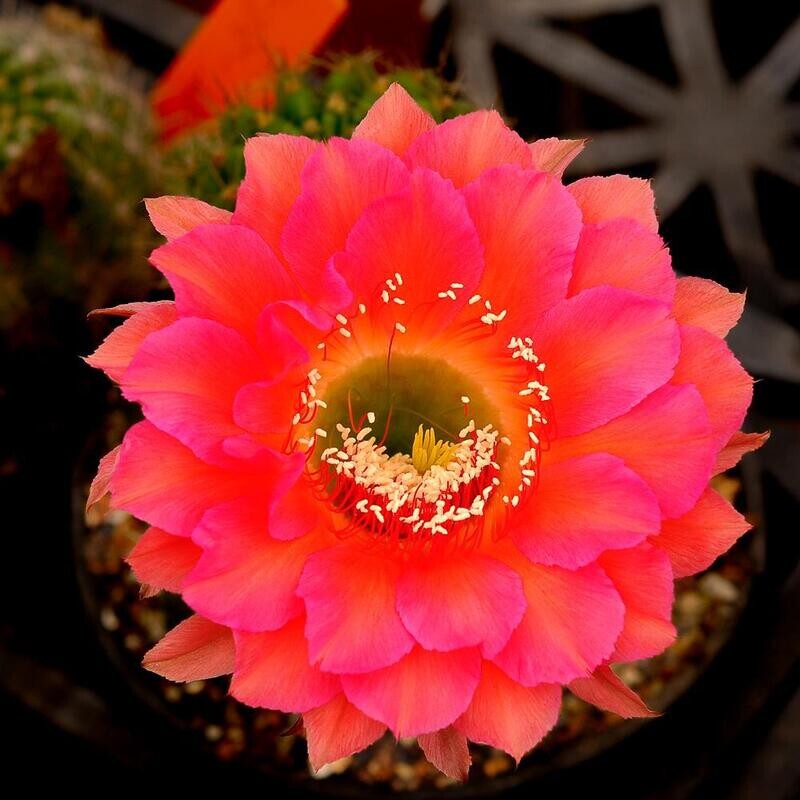 Echinopsis hybrid Sirius Echinopsis hybrid Sirius in bloom with vibrant red-pink flowers