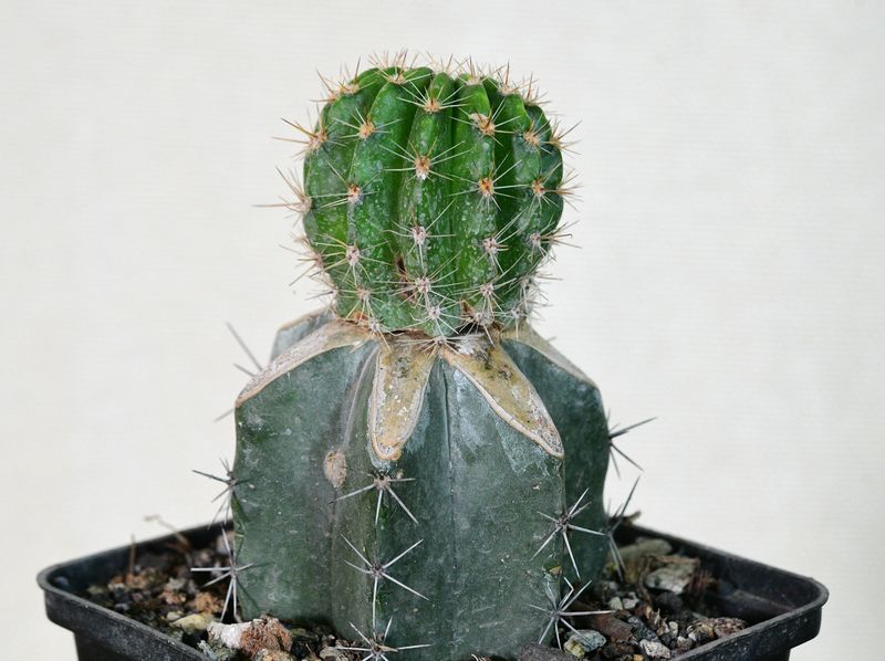 Echinopsis hybrid Sirius top-down view showing flower buds