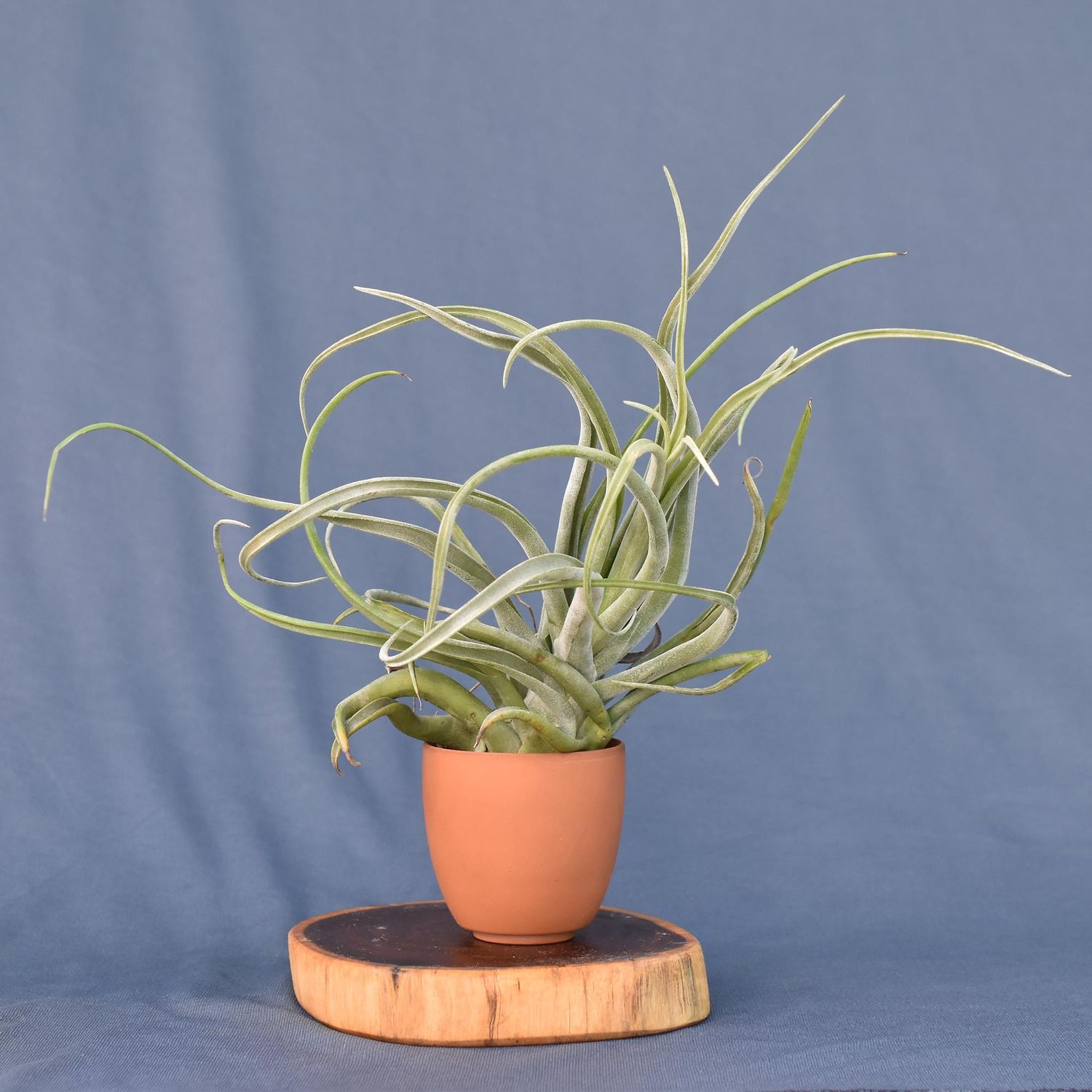 Air Plant Tillandsia 'Showtime' T. bulbosa X T. Streptophylla