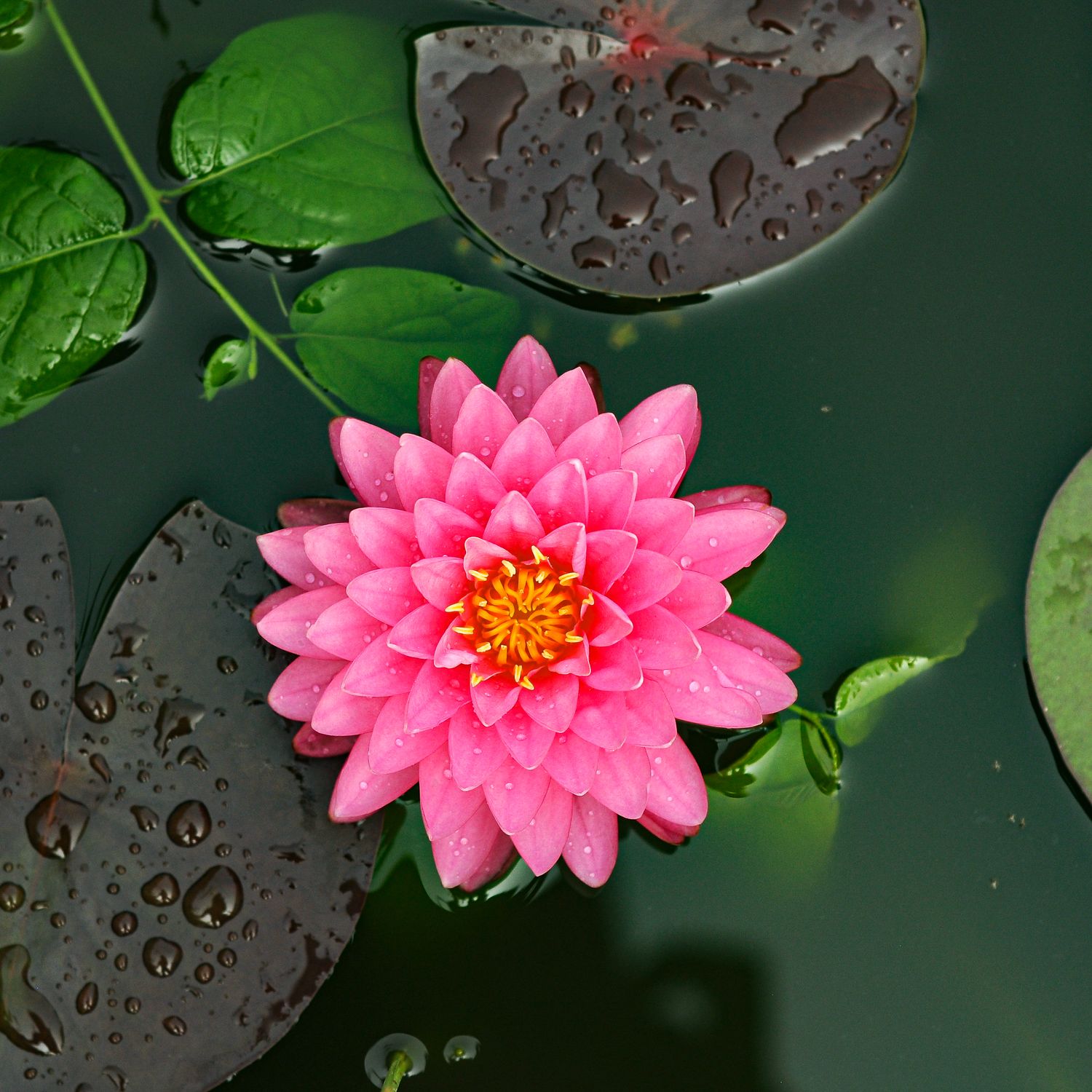 Water Lily Mallikan in full bloom with pink petals and yellow center