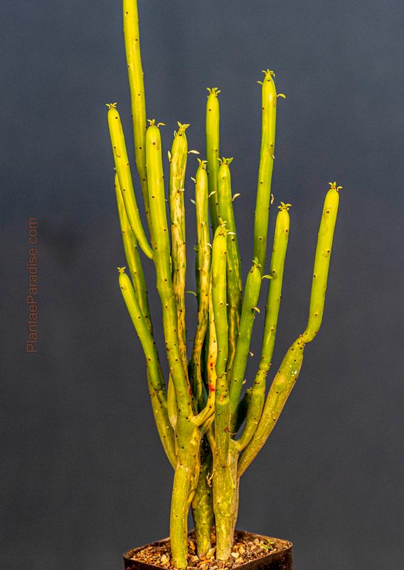 Euphorbia leucodendron variegated