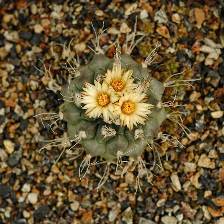 Seeds of Turbinicarpus swobodae