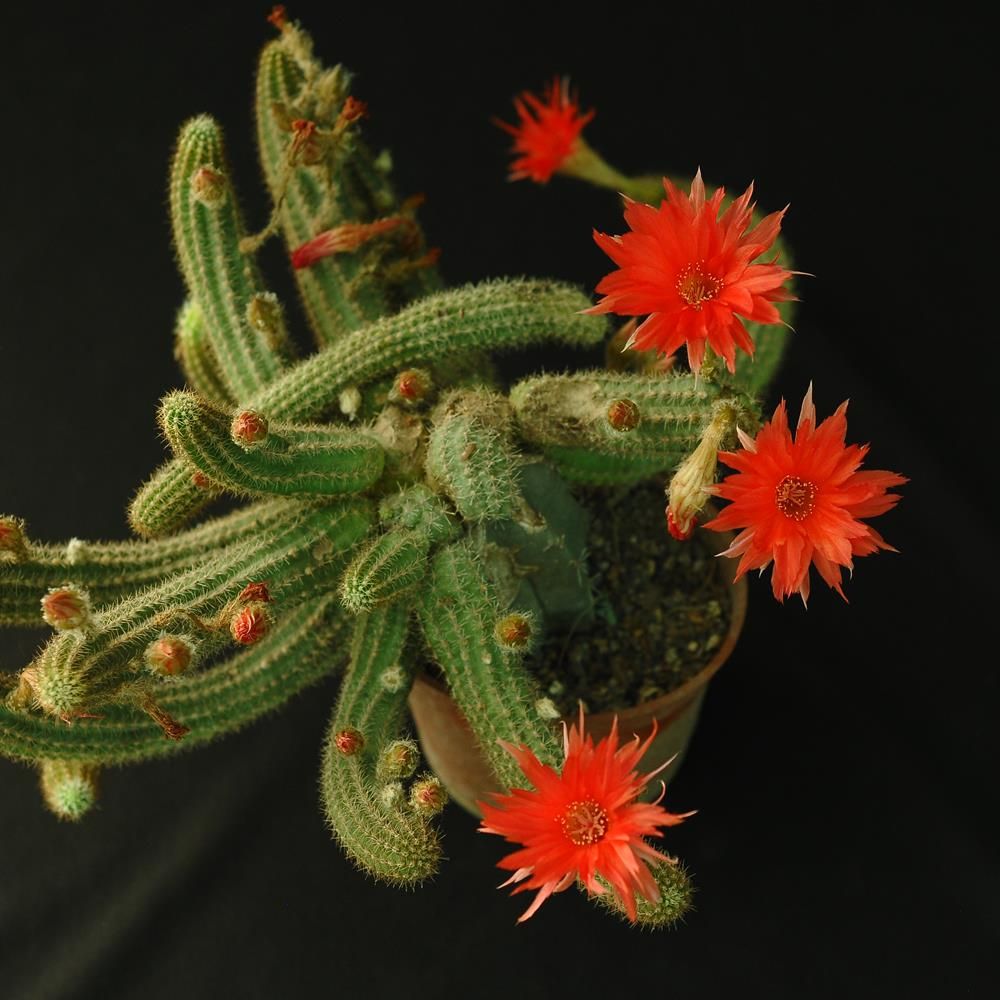 Chamaelobivia Red Poker