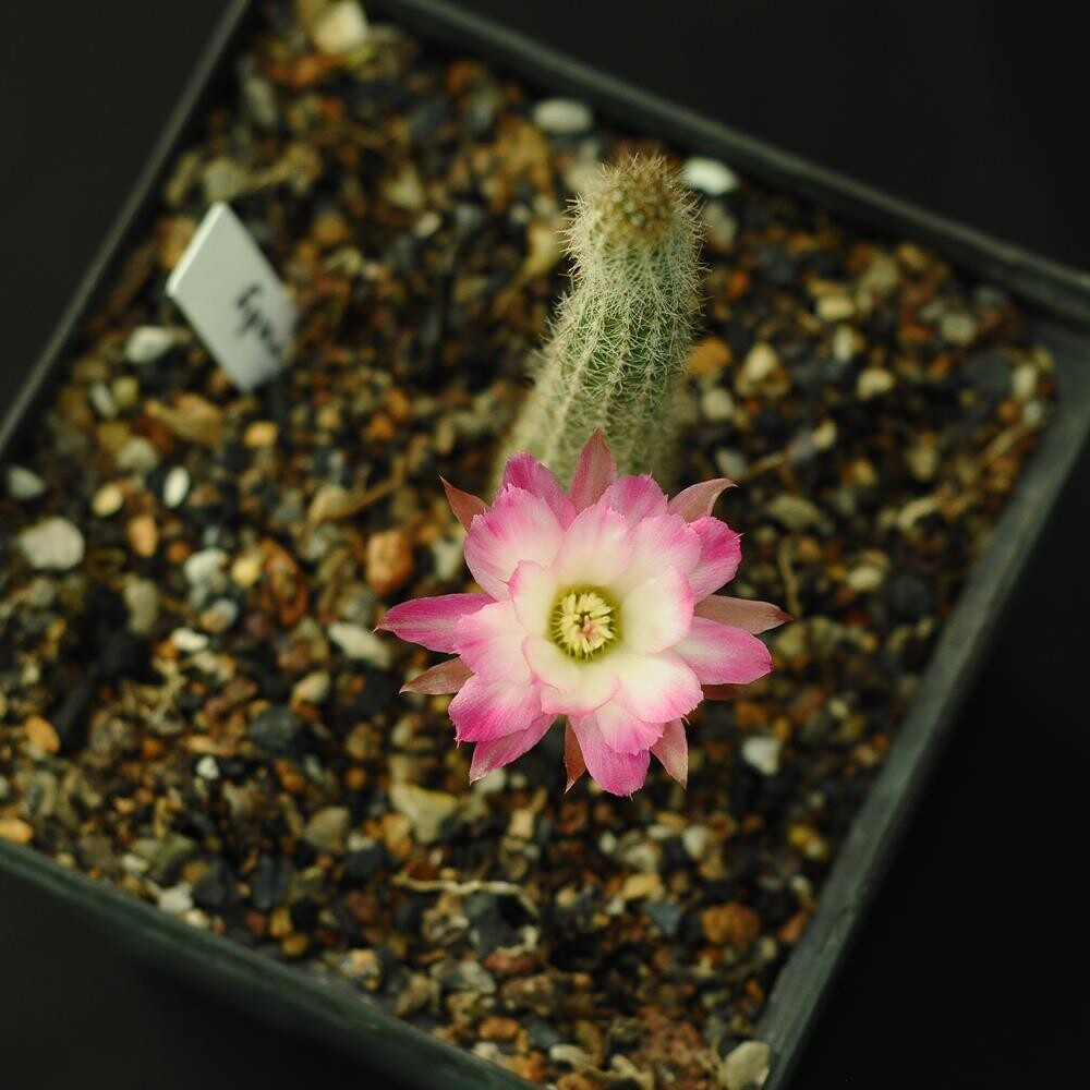 Chamaecereus hybrid Trudi