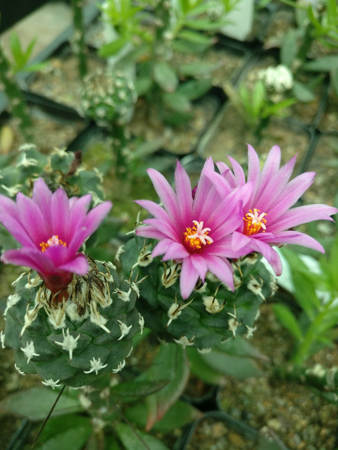 Seeds of Turbinicarpus alonsoi xichu