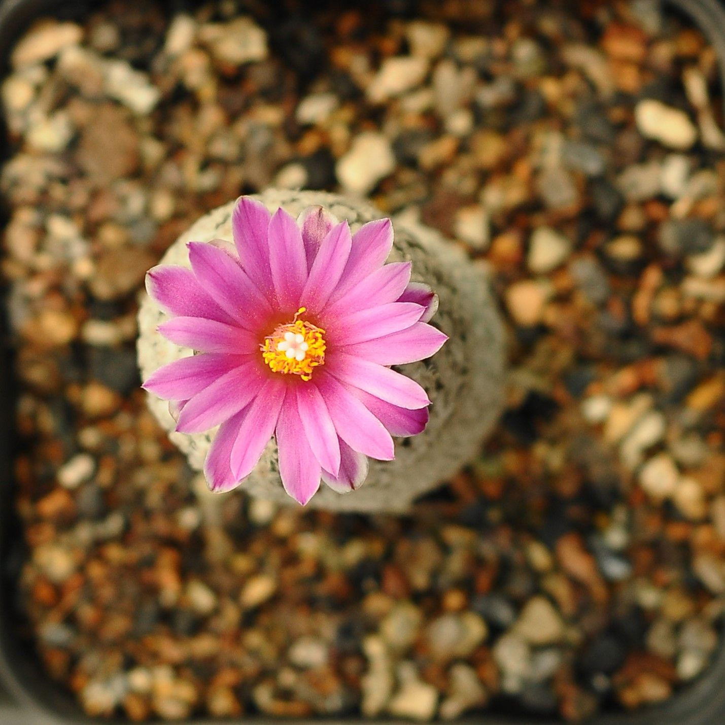 Seeds of Turbinicarpus valdezianus