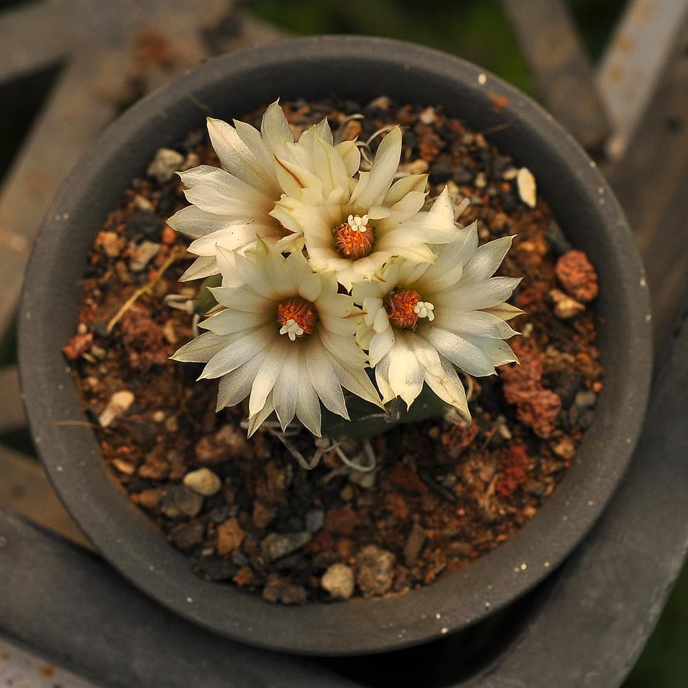 Seeds of Turbinicarpus schmiedickeanus ssp. schwarzii
