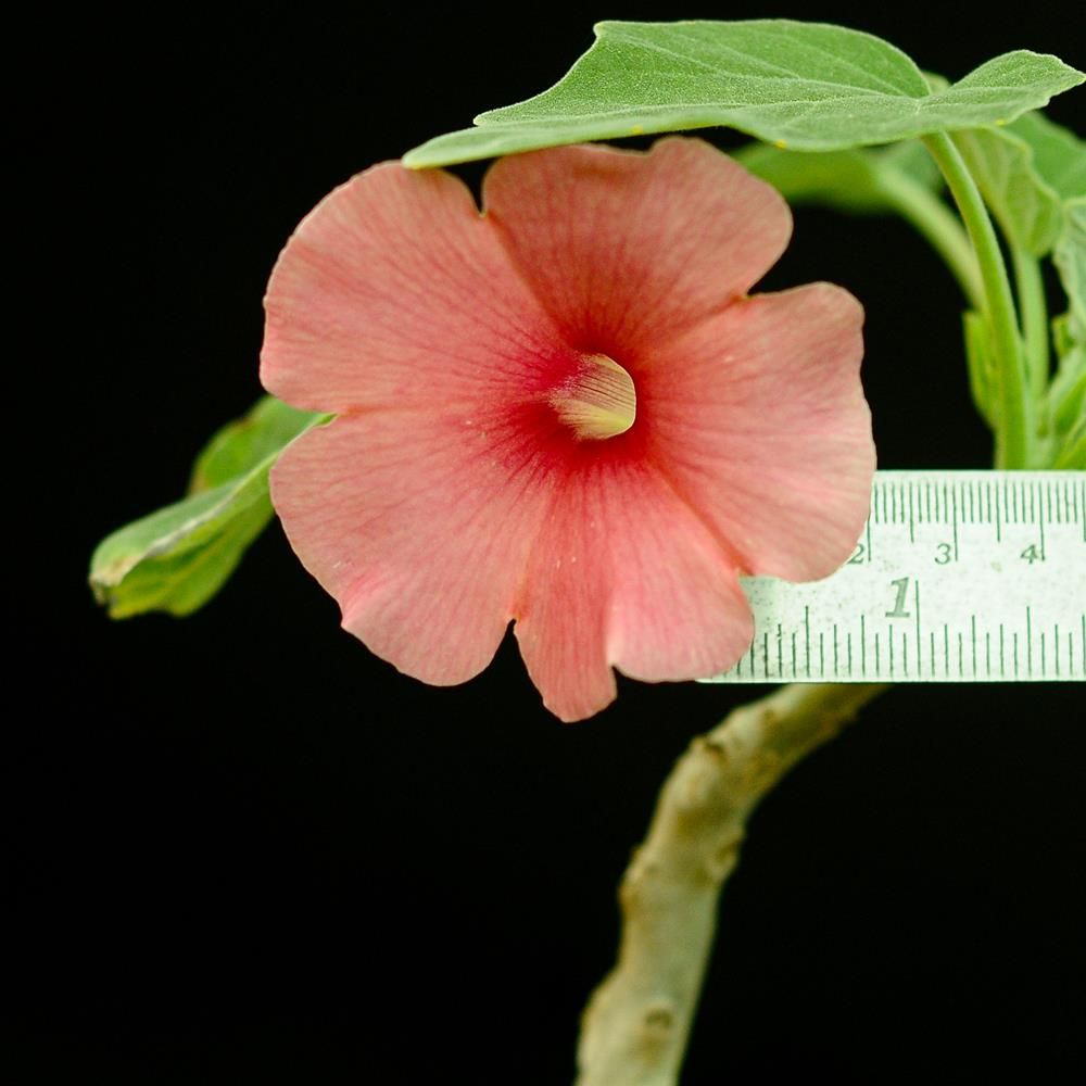 Uncarina hybrid  Grafted Plant (Shades of Red) in bloom with red flower and ruler for size reference