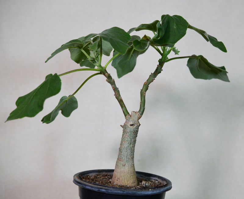 Uncarina hybrid Grafted Plant (Shades of Red) young specimen in pot overview