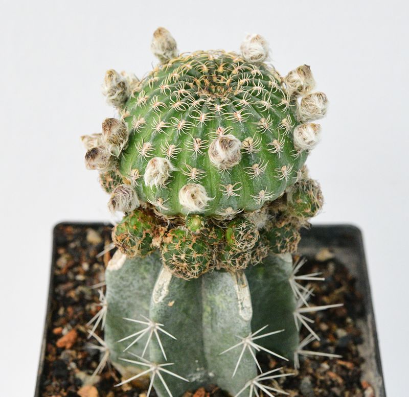 Rebutia hybrid Magenta Constellation Grafted
