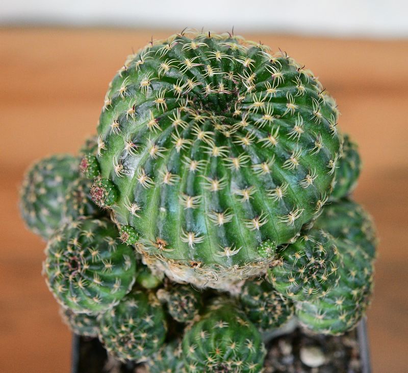 Rebutia hybrid Magenta Constellation Grafted top-down view of main body