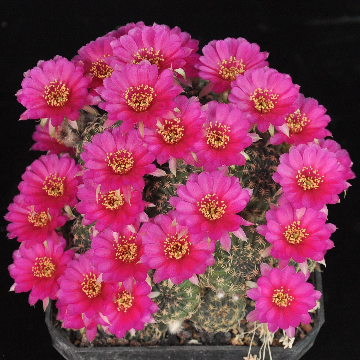 Rebutia hybrid Magenta Constellation Grafted Rebutia hybrid Magenta Constellation Grafted in full bloom with magenta flowers