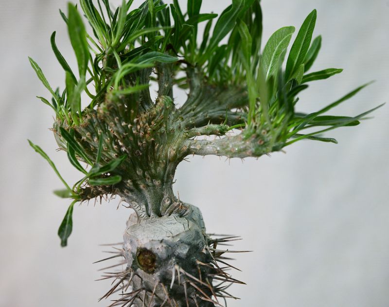 Pachypodium rosulatum subs. gracilius f. crest rosette form close-up