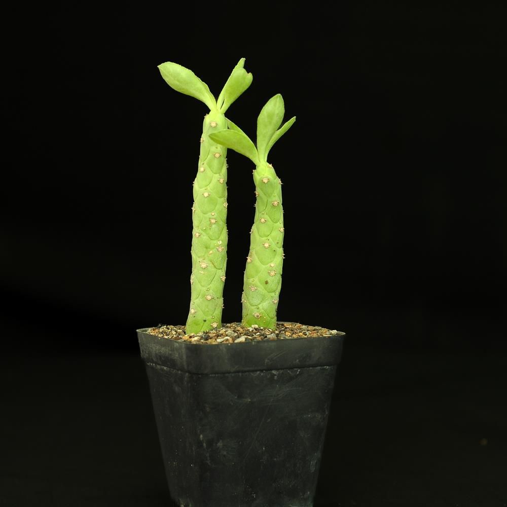 Monadenium lugardiae full plant view
