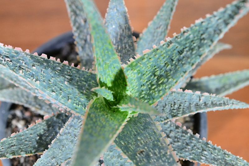 Aloe 'Orange Marmalade' Aloe 'Orange Marmalade'