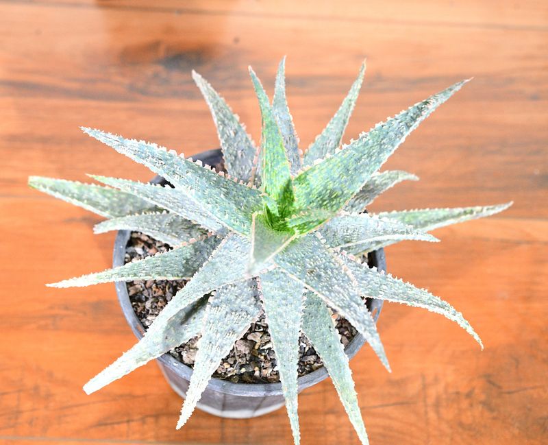 Aloe 'Orange Marmalade'