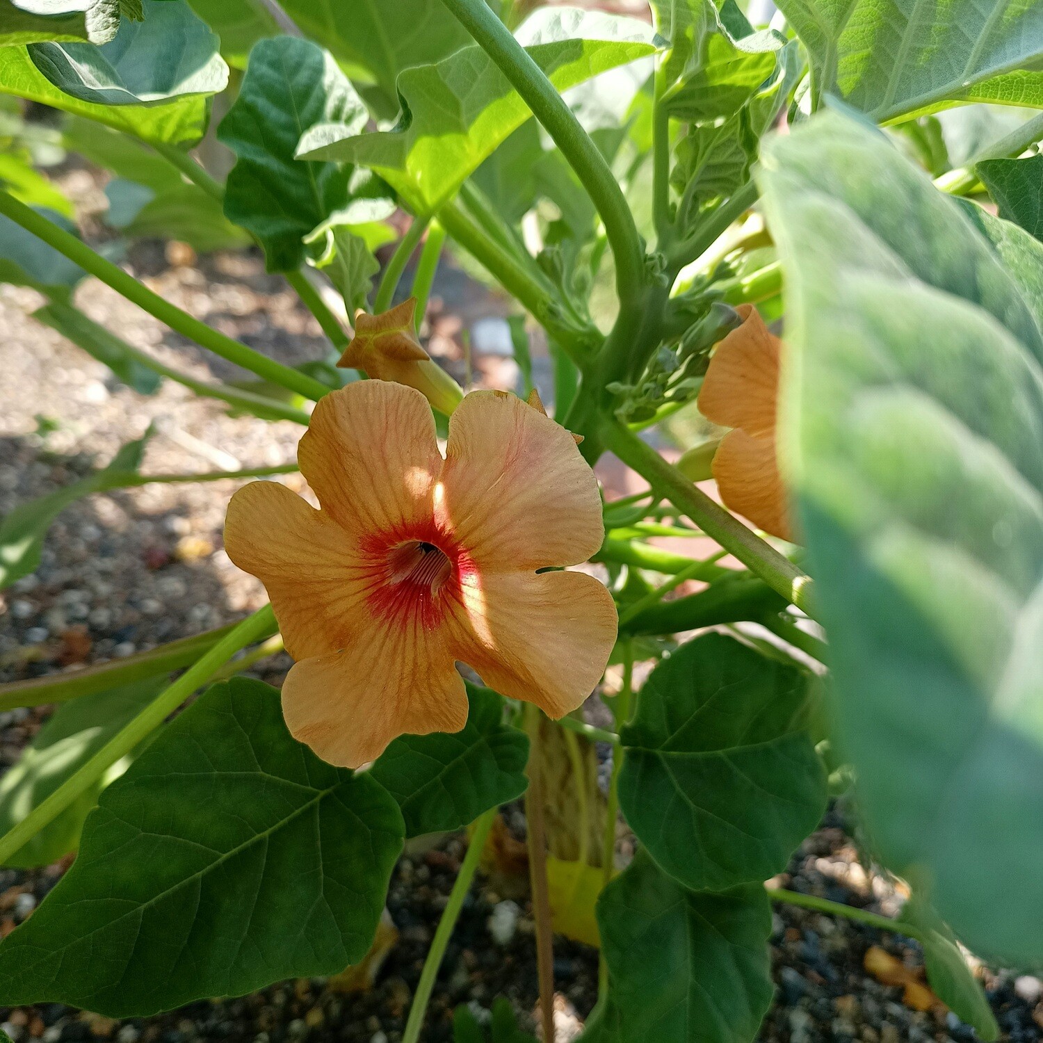 Uncarina hybrid - Amber Blaze Uncarina hybrid in bloom with peach flowers and red center
