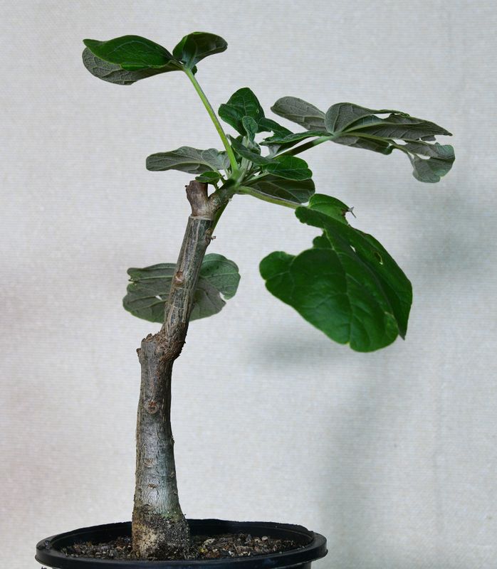 Uncarina hybrid bonsai specimen with thick trunk