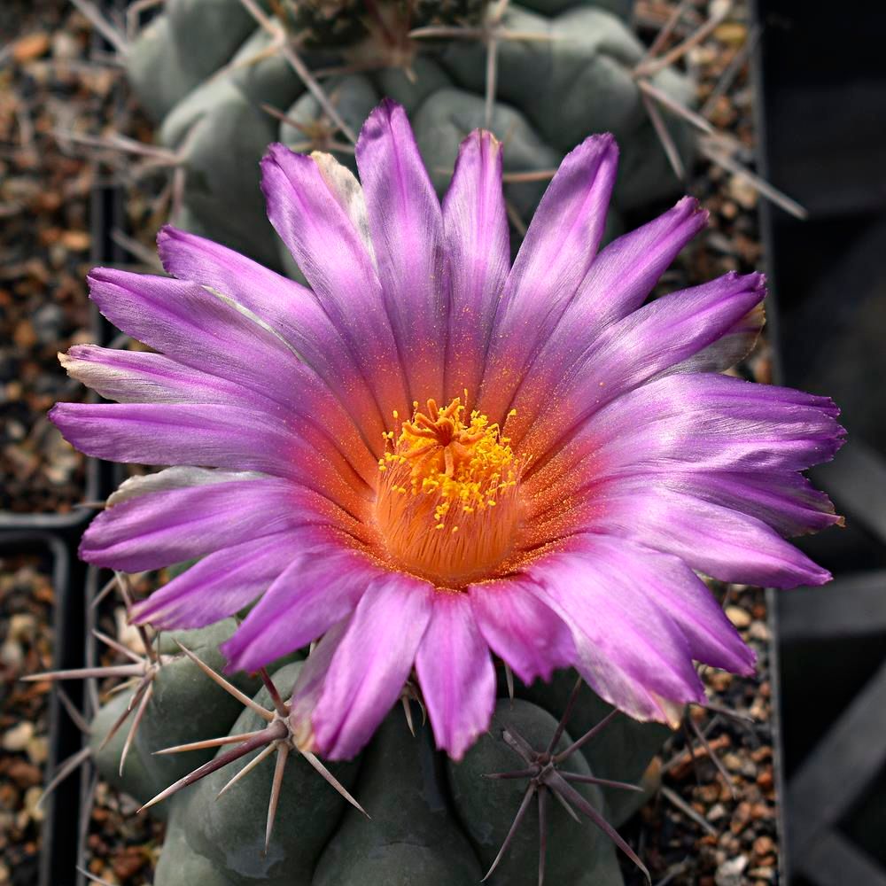 Seeds of Thelocactus hexaedrophorus Seeds of Thelocactus hexaedrophorus