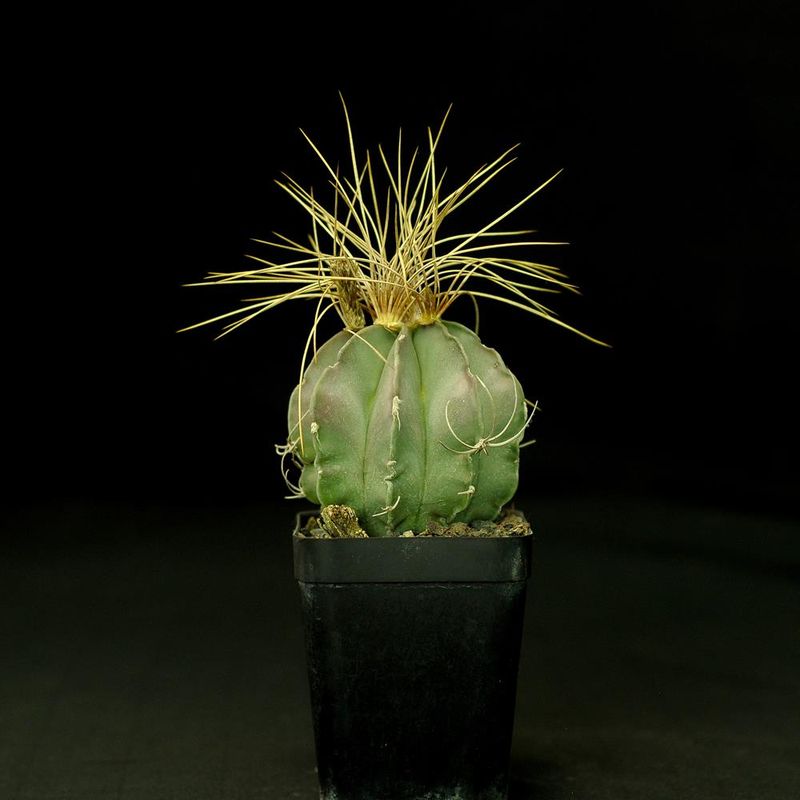 Seeds of Astrophytum capricorne var. aureum