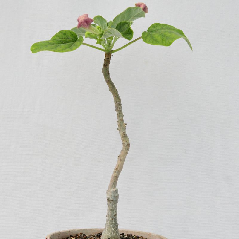 Uncarina hybrid Grafted Plant