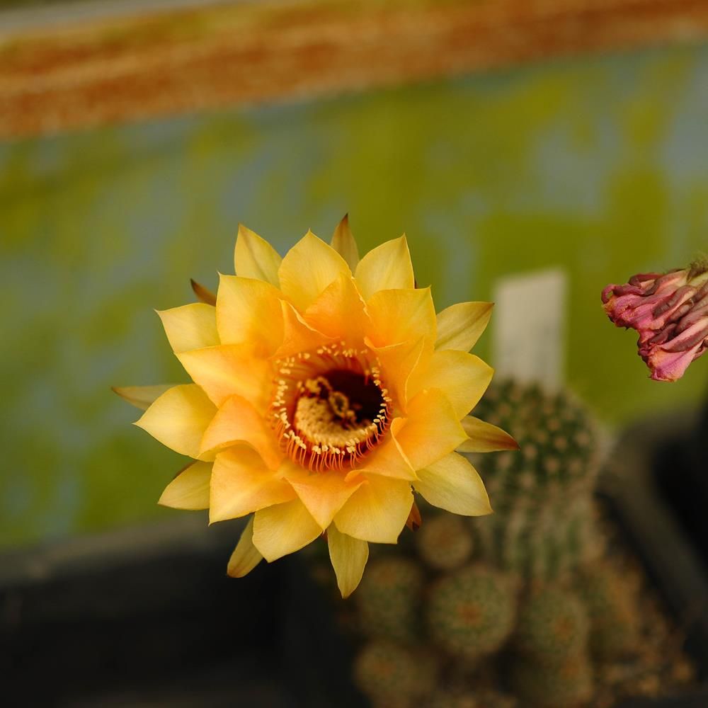 Echinopsis hybrid Gunnhild-FLOWER