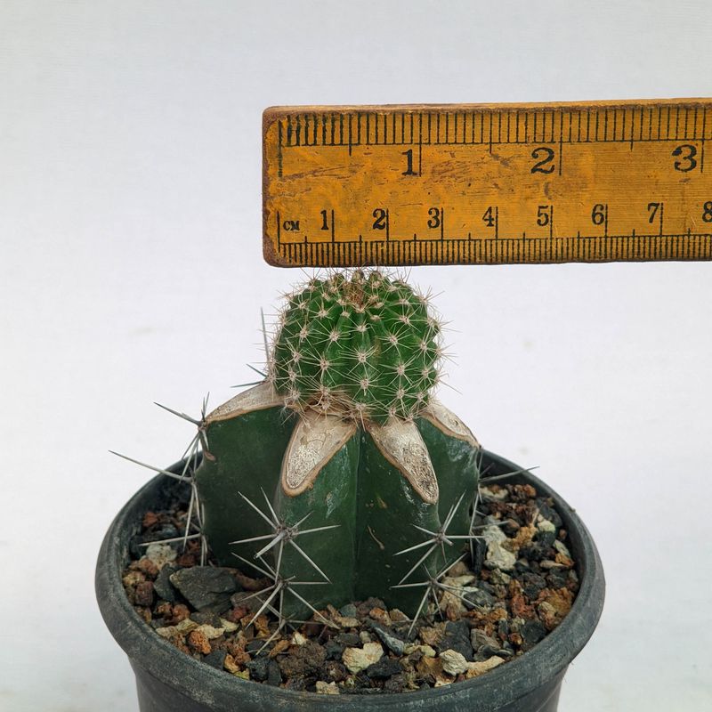 Echinopsis hybrid Gunnhild with ruler for size reference