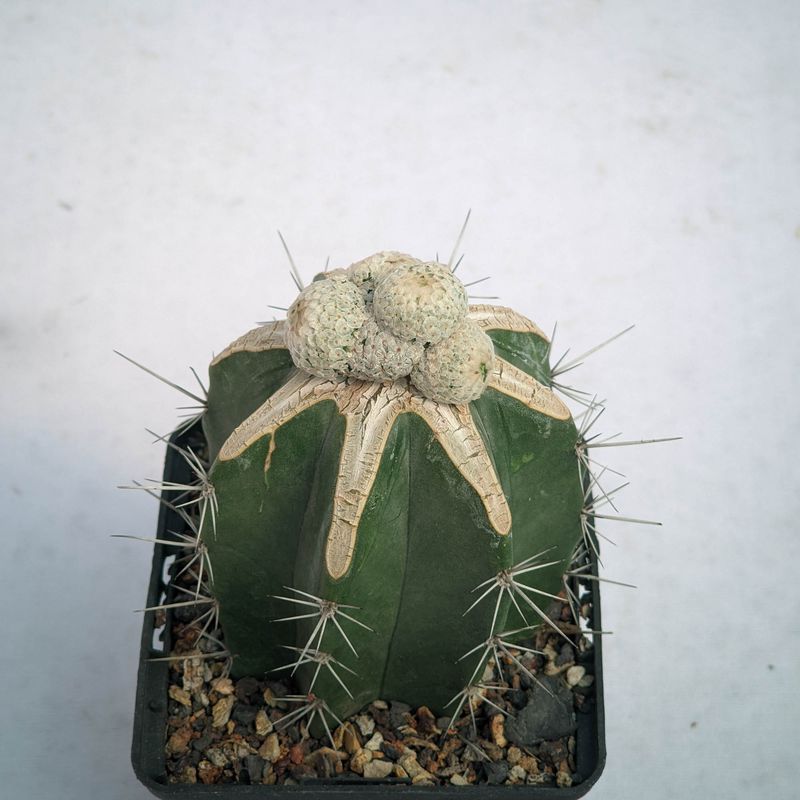 Mammillaria breviplumosa front view