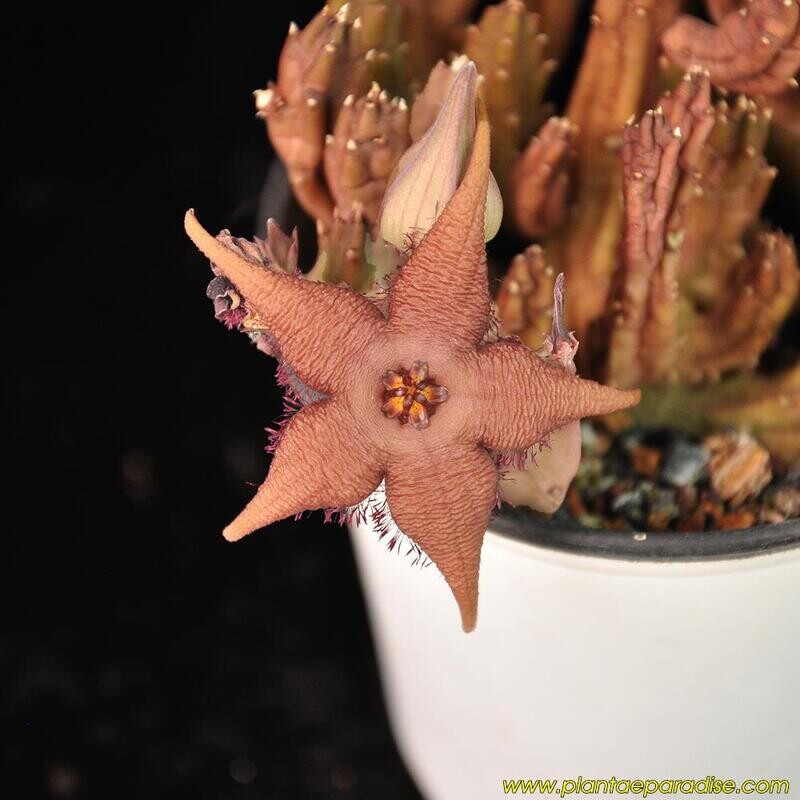 Stapelia schinzii var angolensis Stapelia schinzii var angolensis