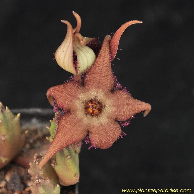 Stapelia schinzii var angolensis