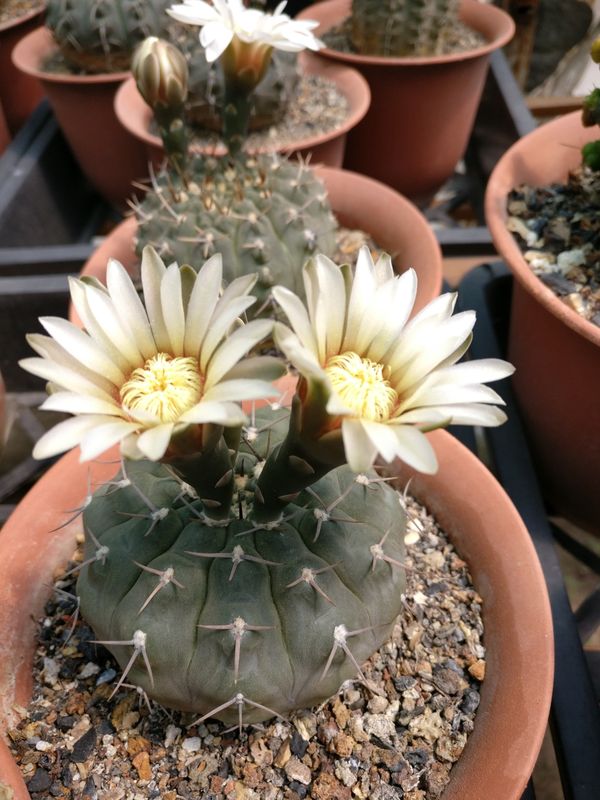 Seeds of Gymnocalycium vatteri erect spine
