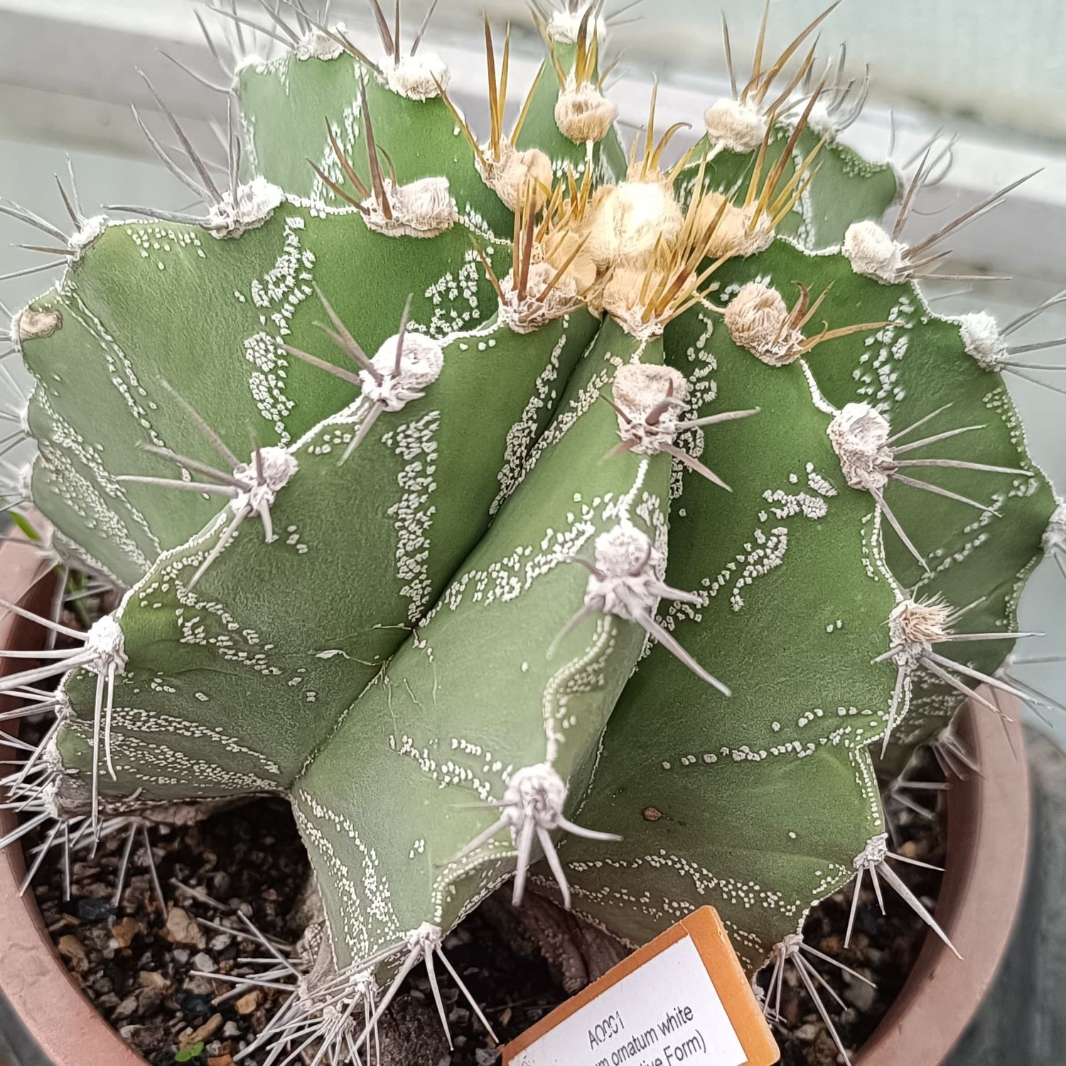 Seeds of Astrophytum ornatum white flecks (Type / Native Form)