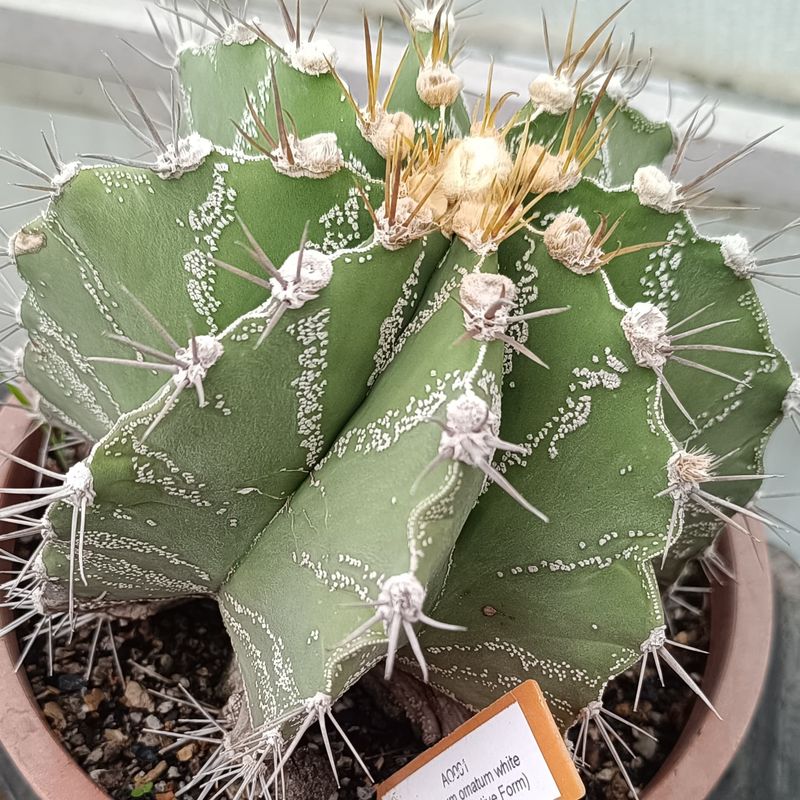 Astrophytum ornatum white flecks (Type / Native Form) potted specimen with multiple offsets