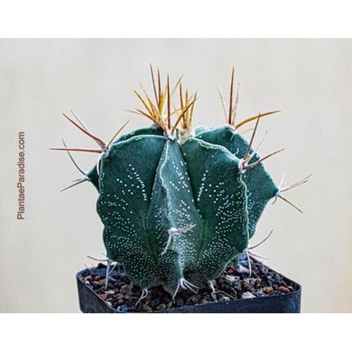 Astrophytum ornatum white flecks (Type / Native Form) single head top-down view