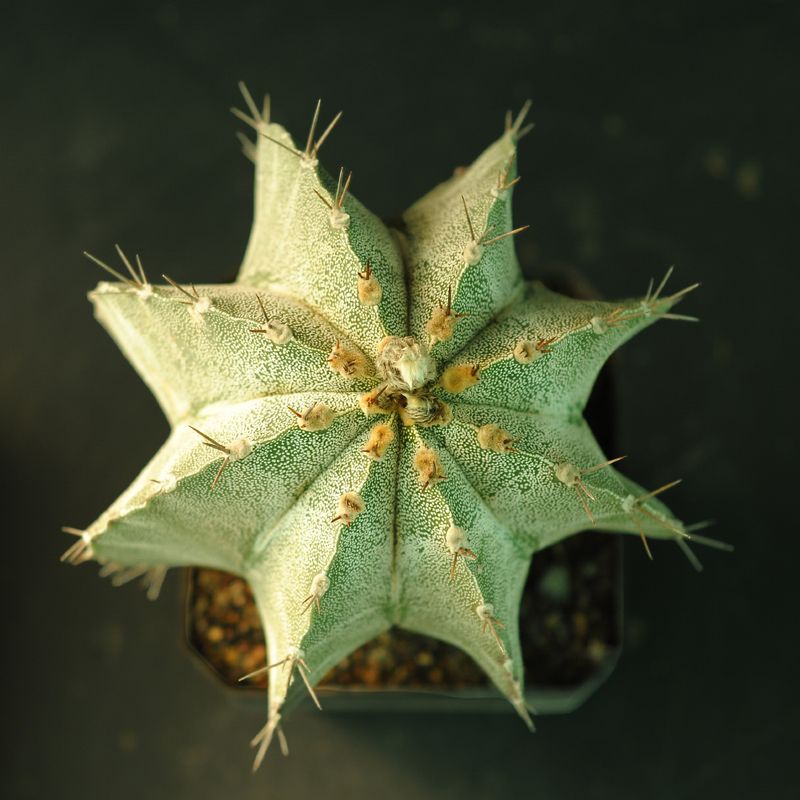 Seeds of Astrophytum ornatum Var mirabilis Vista Hermosa
