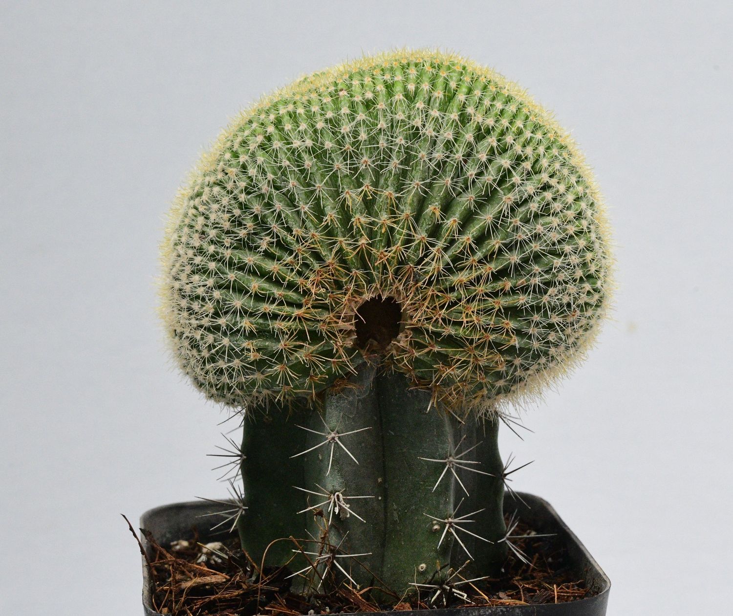 Notocactus leninghausii Crest Notocactus leninghausii Crest