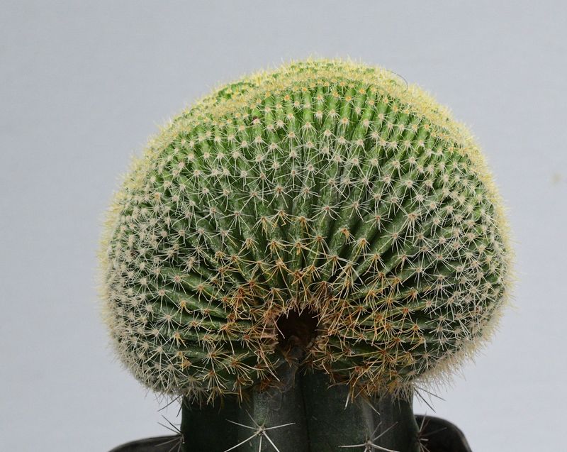 Notocactus leninghausii Crest