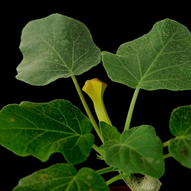 Uncarina hybrid Grafted Plant (Orange Streaks)