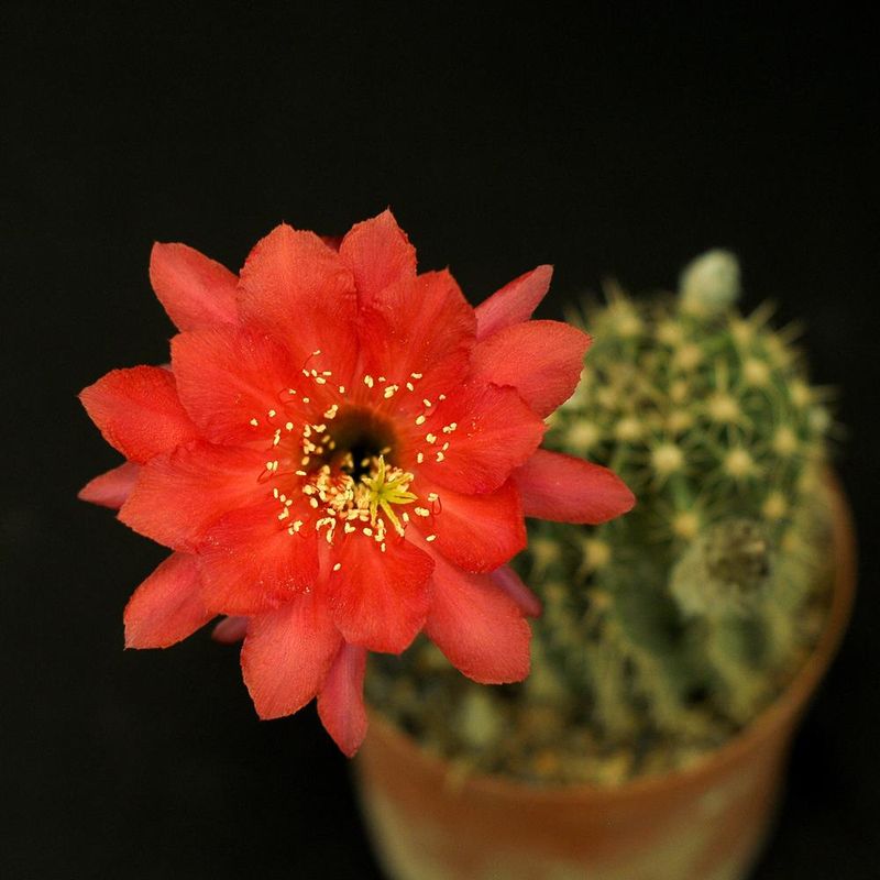 Echinopsis hybrid Saragarhi Echinopsis hybrid Saragarhi in bloom with bright red flowers