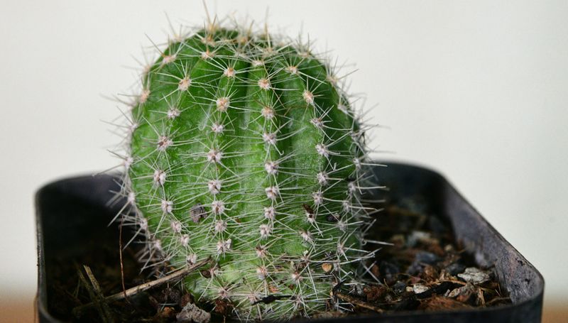 Echinopsis hybrid Saragarhi close-up of spines and body