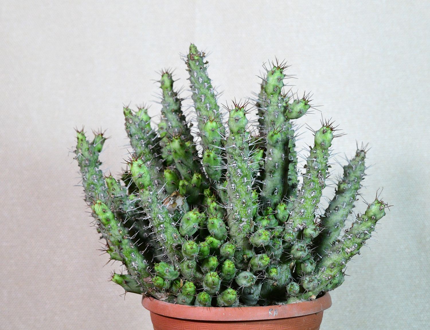 Euphorbia prona S Carter in terracotta pot, front view