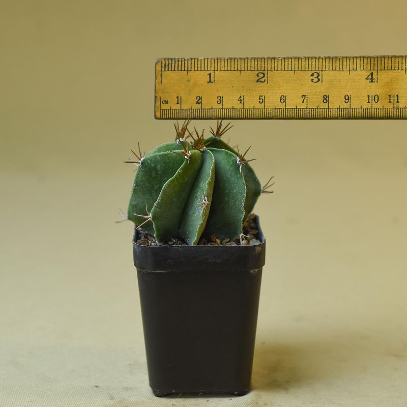 Astrophytum ornatum Nudum (Type / Native Form)