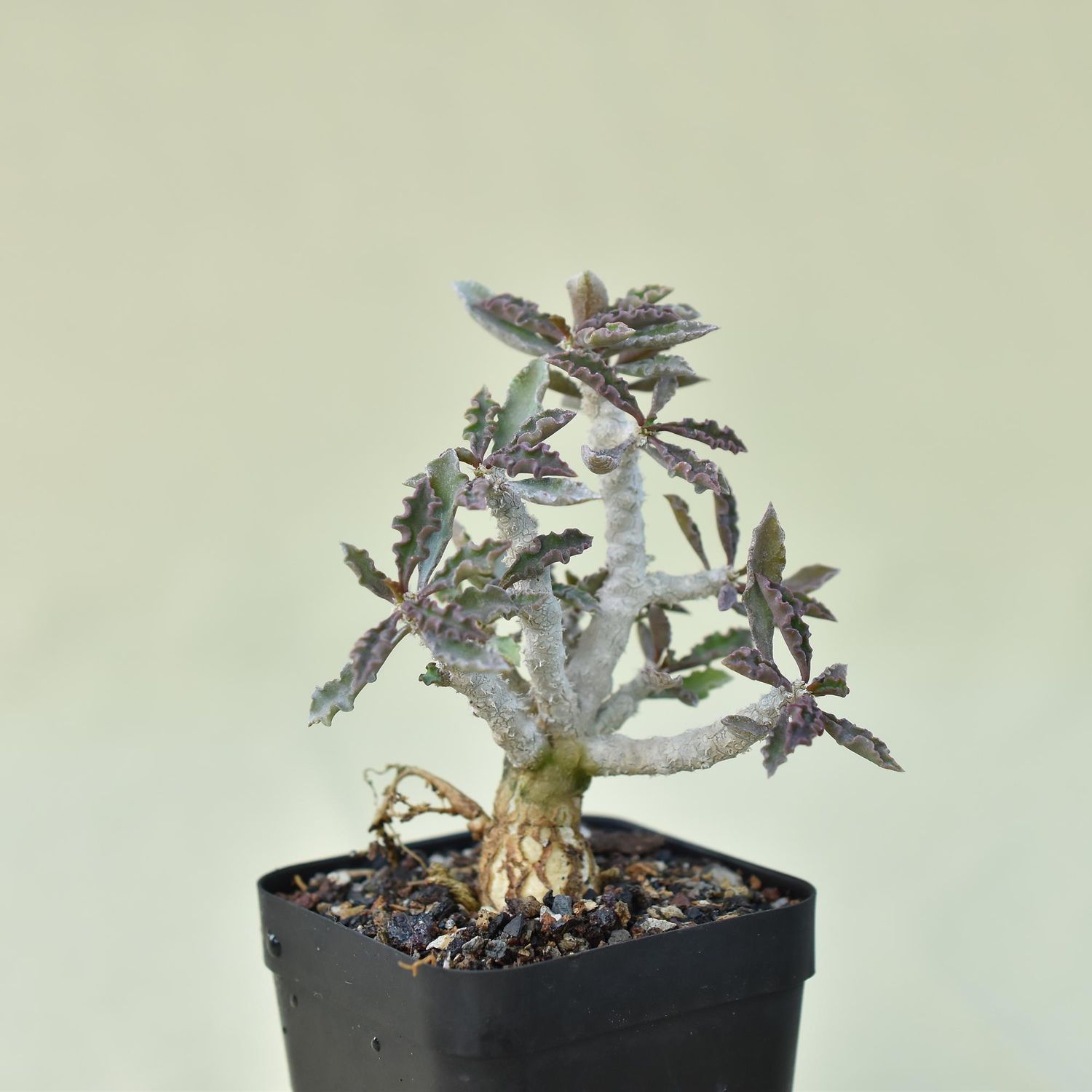 Euphorbia decaryi var. cap-saintemariensis