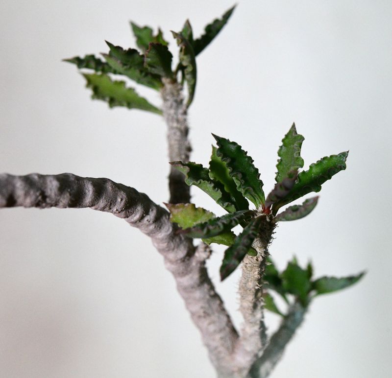Euphorbia decaryi var. cap-saintemariensis close-up of branching structure
