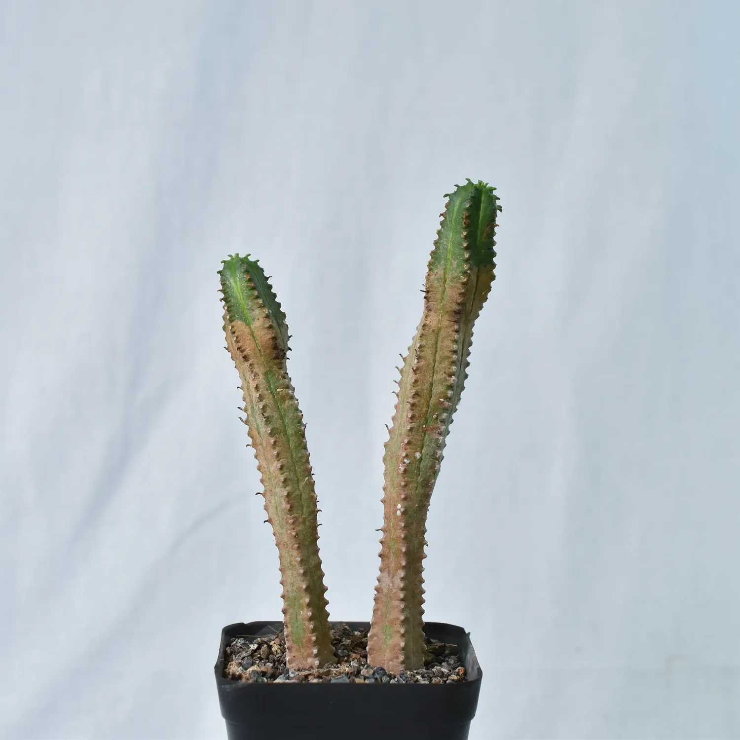Euphorbia jansenvillensis