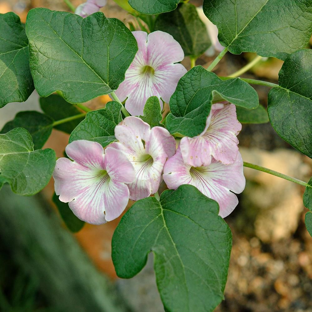 Uncarina hybrid - Pearl Blush in bloom with pink flowers