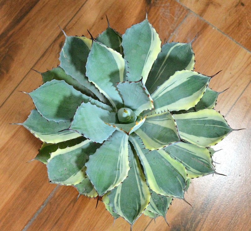 Agave potatorum 'Kissho Kan' Variegated 'Half Moon Agave potatorum 'Kissho Kan' Variegated 'Half Moon' top-down view