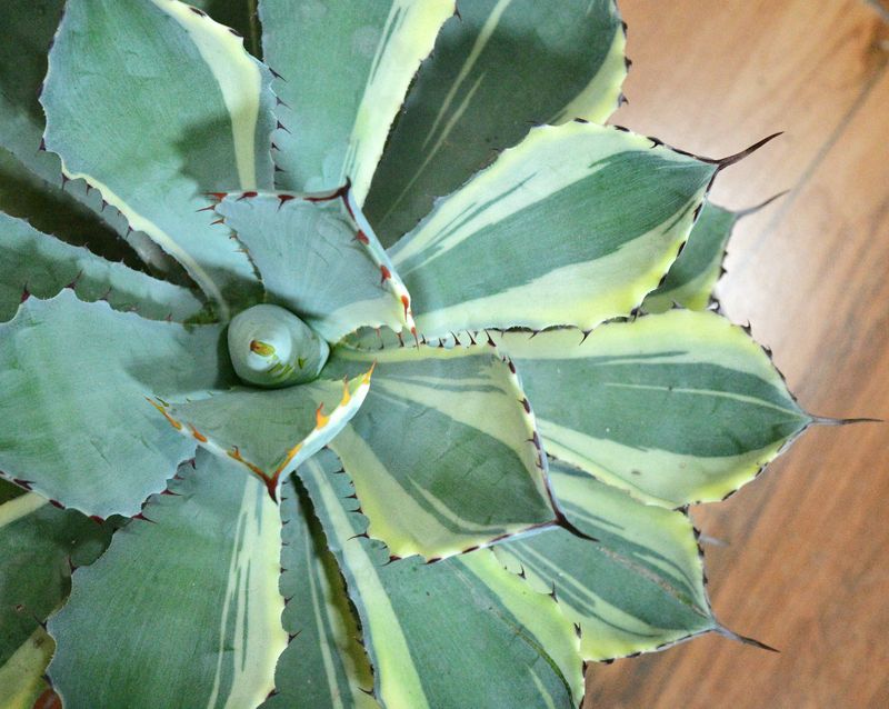 Agave potatorum 'Kissho Kan' Variegated 'Half Moon' close-up detail view