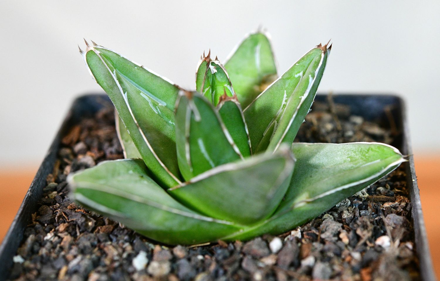 Agave victoria reginae  (Wide leaf form)