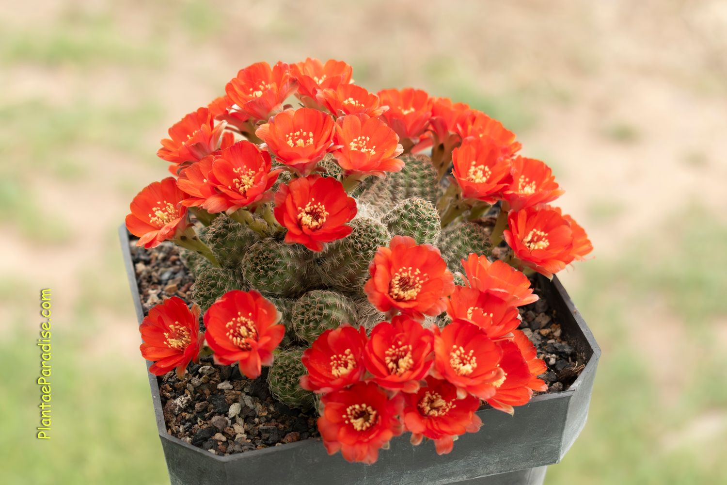 Lobivia Pygmea Iscayachenensis R335B Iscayachi